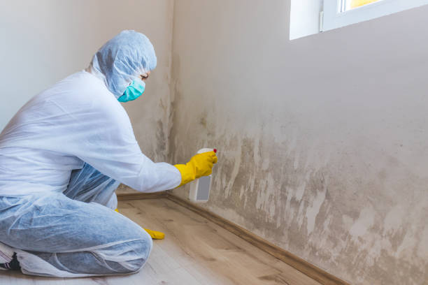 Licensed Black Mold Removal service in Dayton, KY - WQB Mold Removal